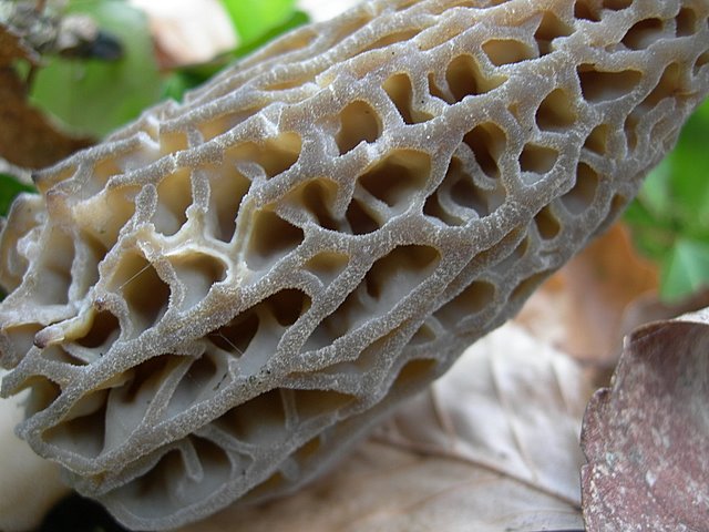 Il Tempo delle Morchelle